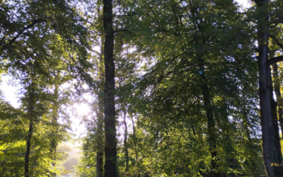 Camping écologique en Bretagne